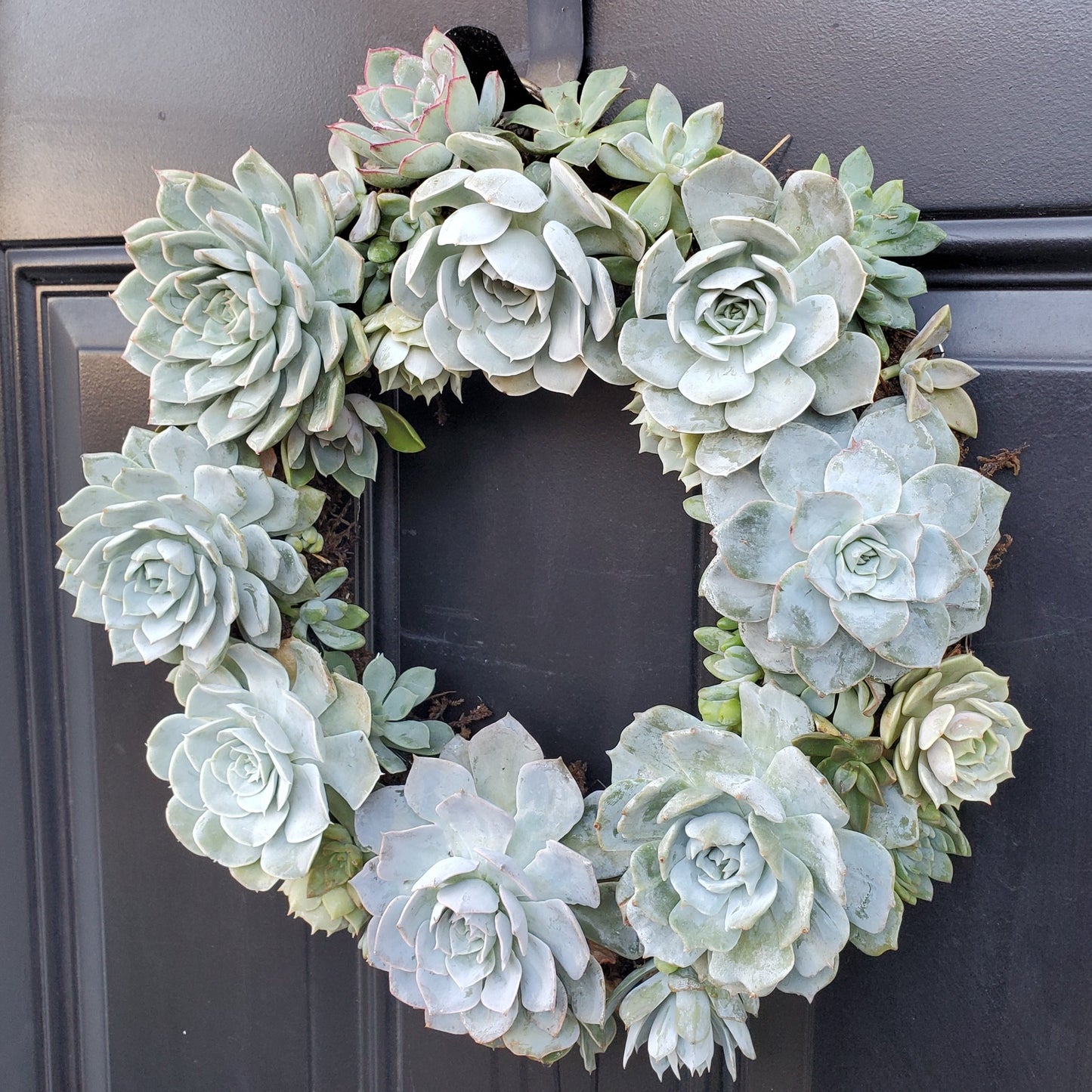Leonna Living Wreath