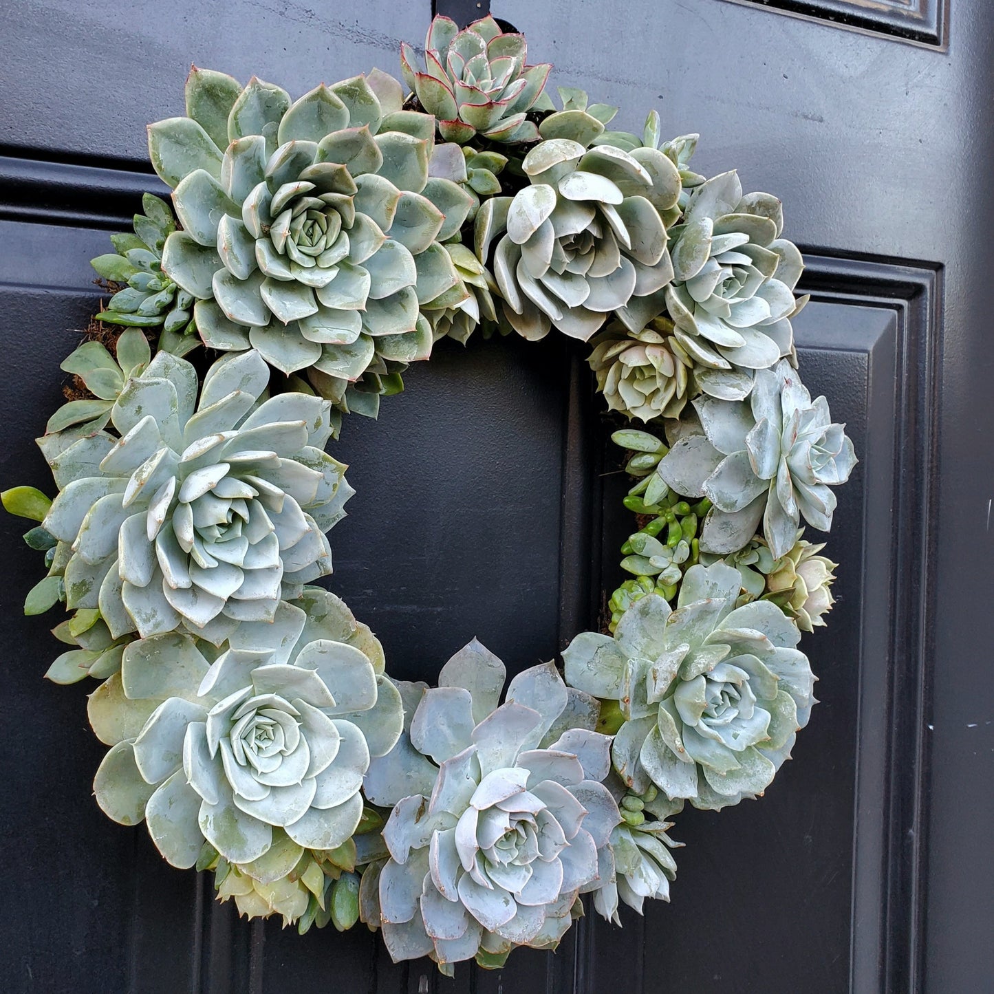 Leonna Living Wreath