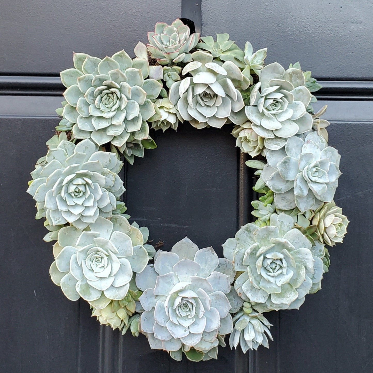 Leonna Living Wreath