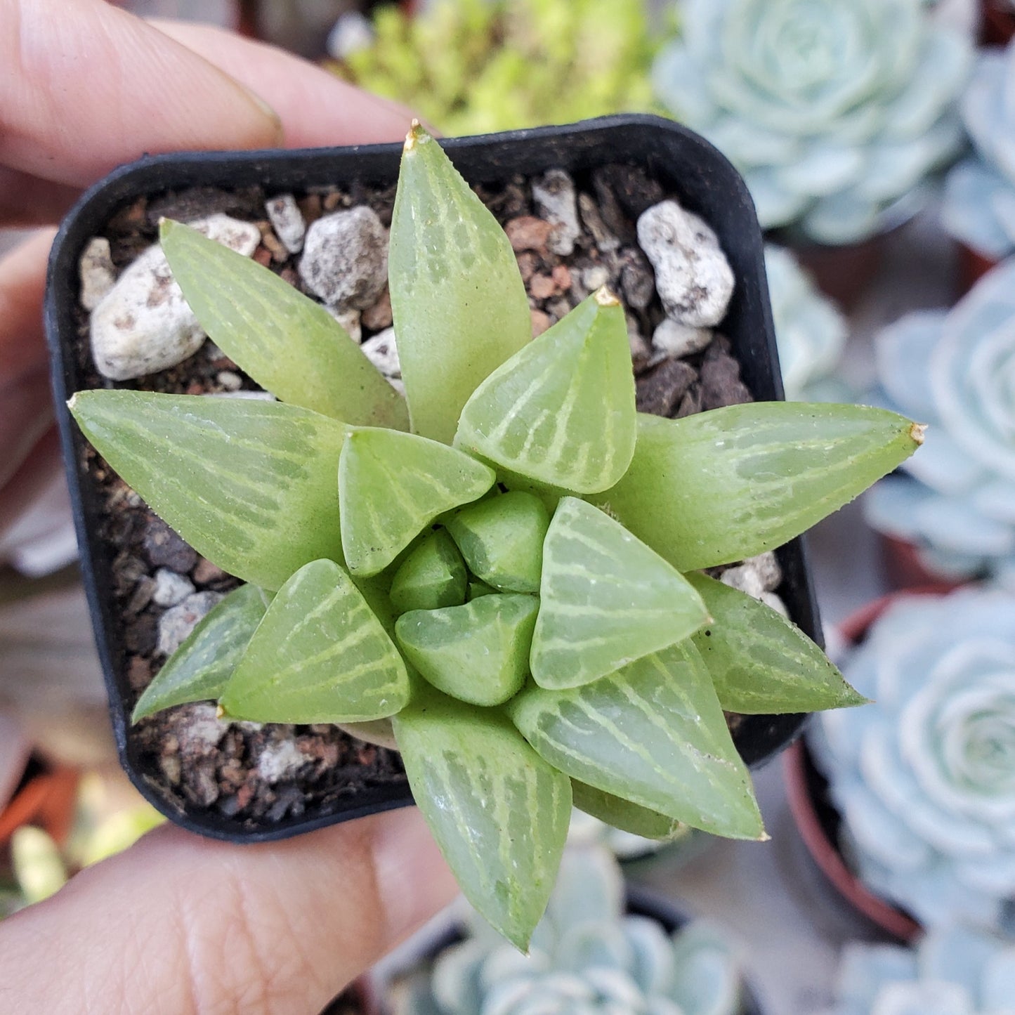 Haworthia retusa f. geraldii