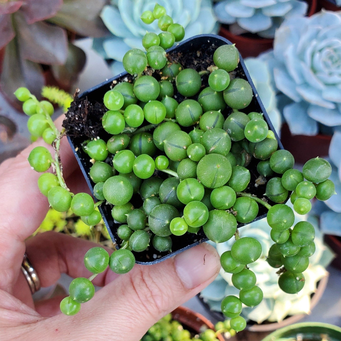 Senecio rowleyanus 'String of Pearls'