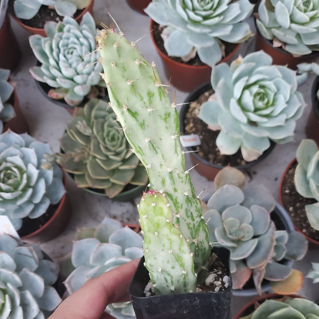 Opuntia monacantha f. monstruosa variegata 'Variegated Joseph's Coat'