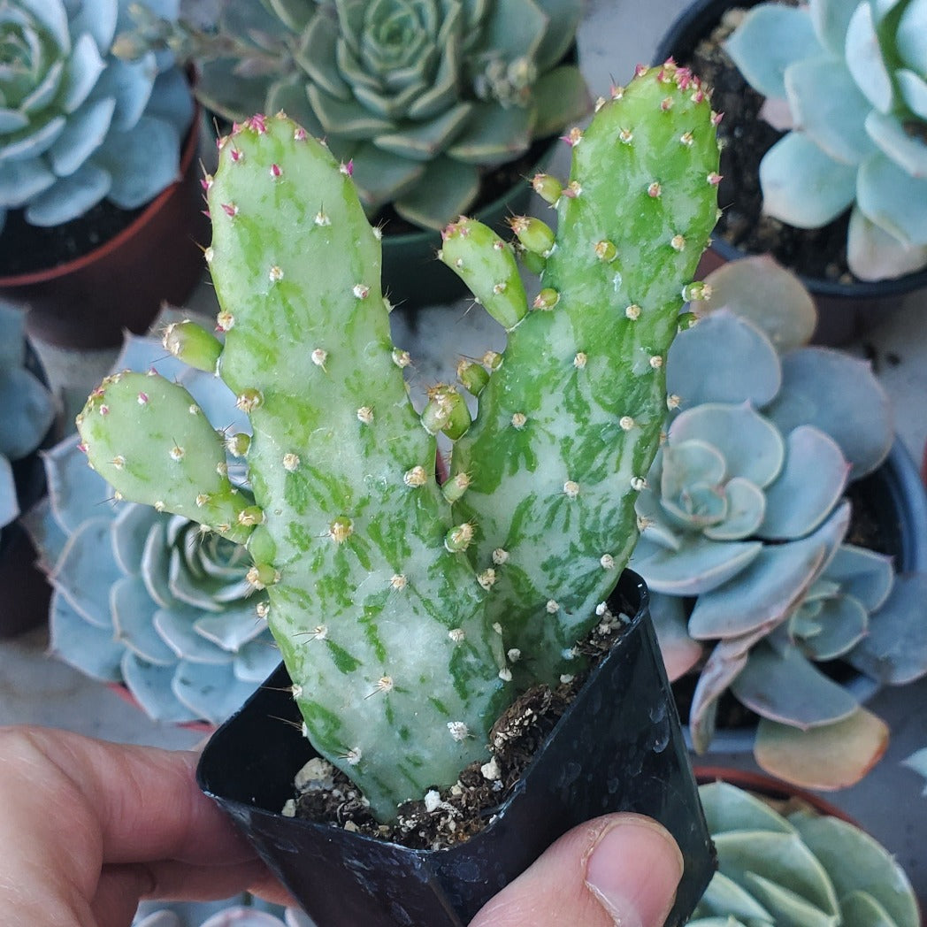 Opuntia monacantha f. monstruosa variegata 'Variegated Joseph's Coat'