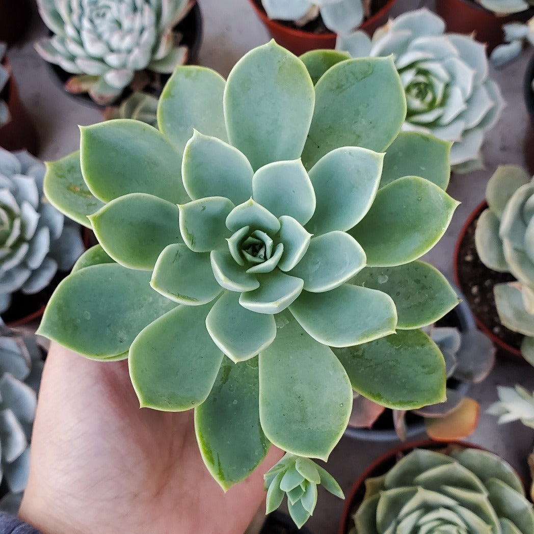 Echeveria 'Blue Atoll'