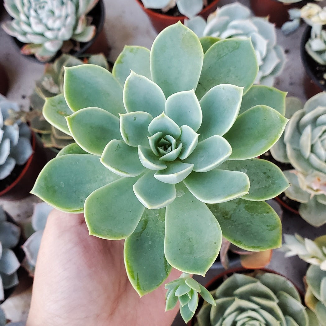 Echeveria 'Blue Atoll'