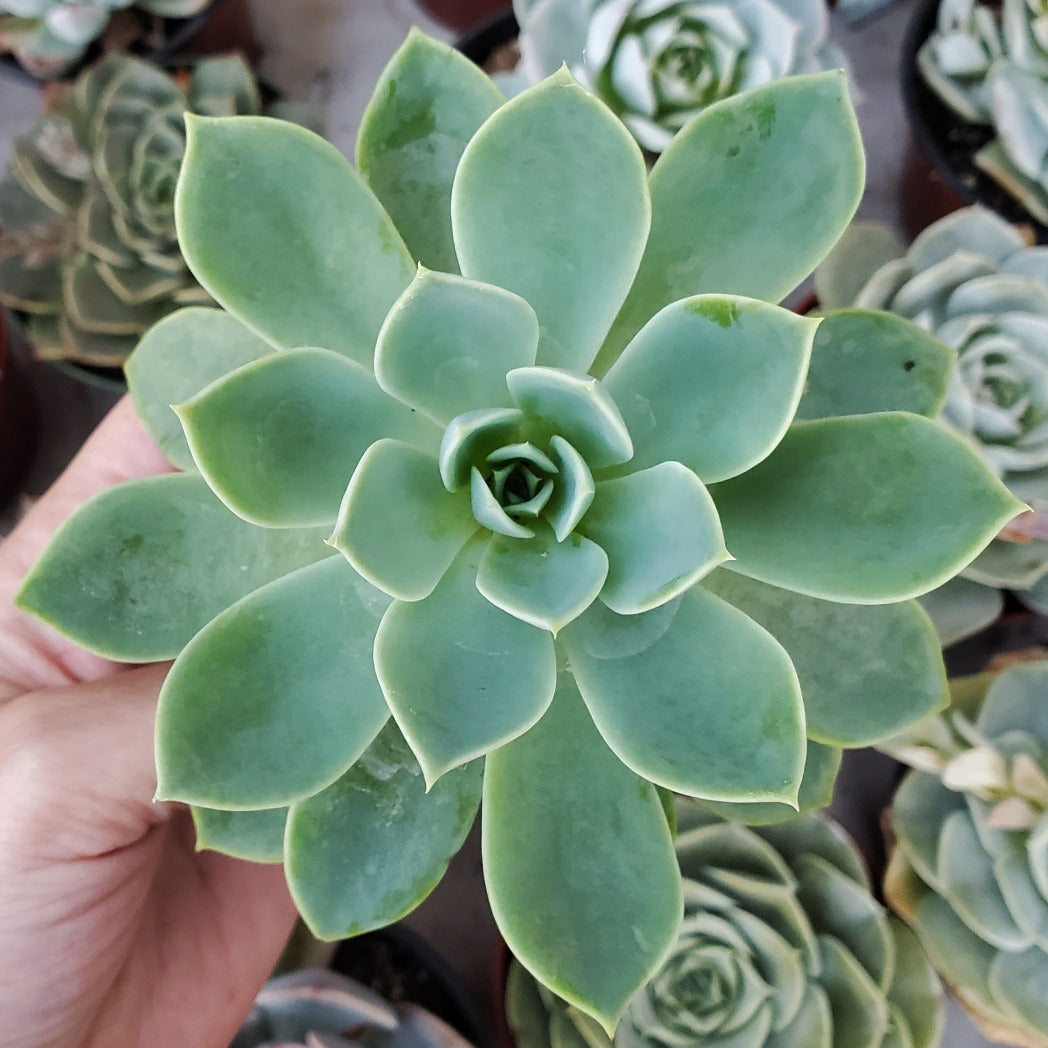 Echeveria 'Blue Atoll'