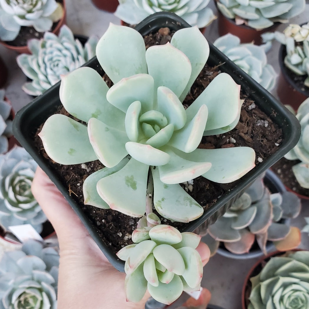 Echeveria 'Moonglow'