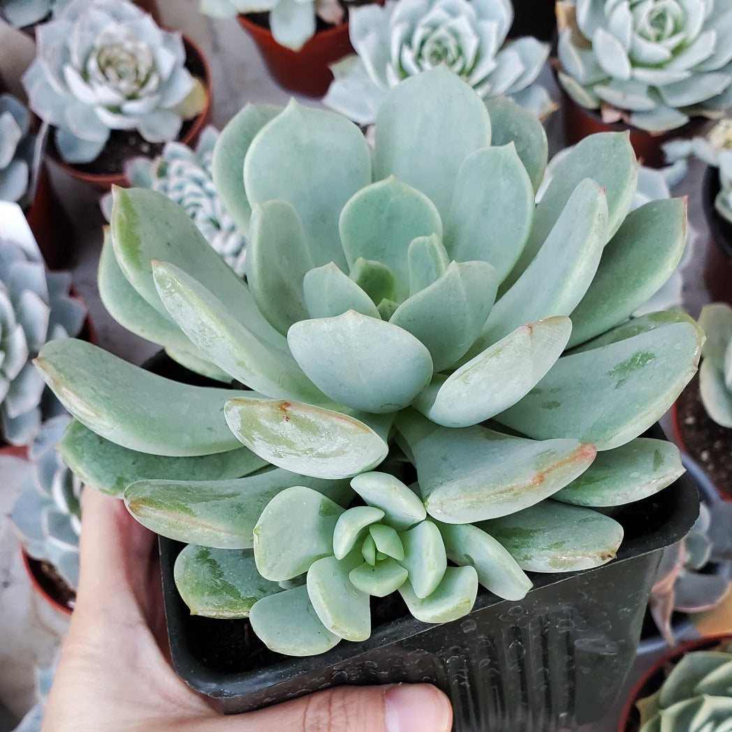 Echeveria 'Moonglow'