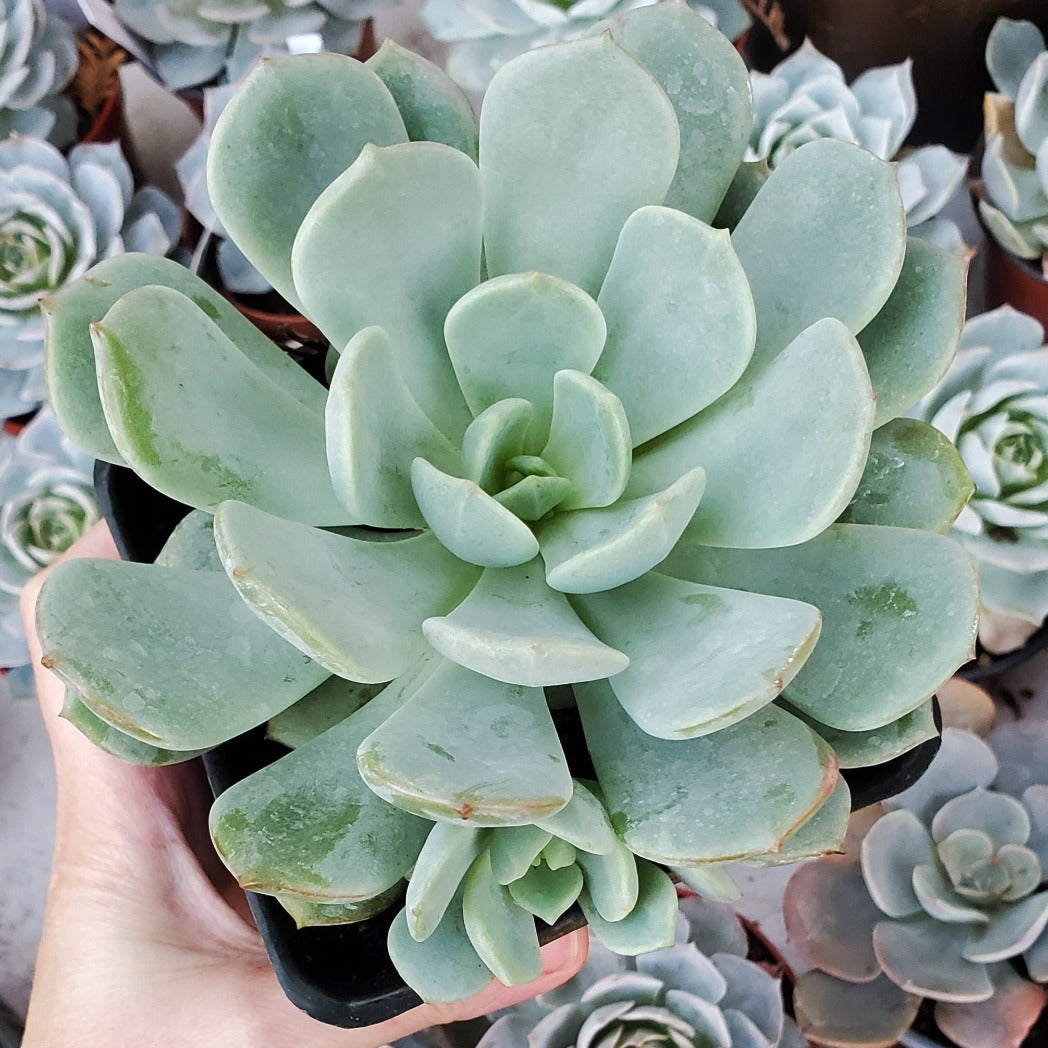 moonglow succulent propagation Echeveria 'Moonglow'