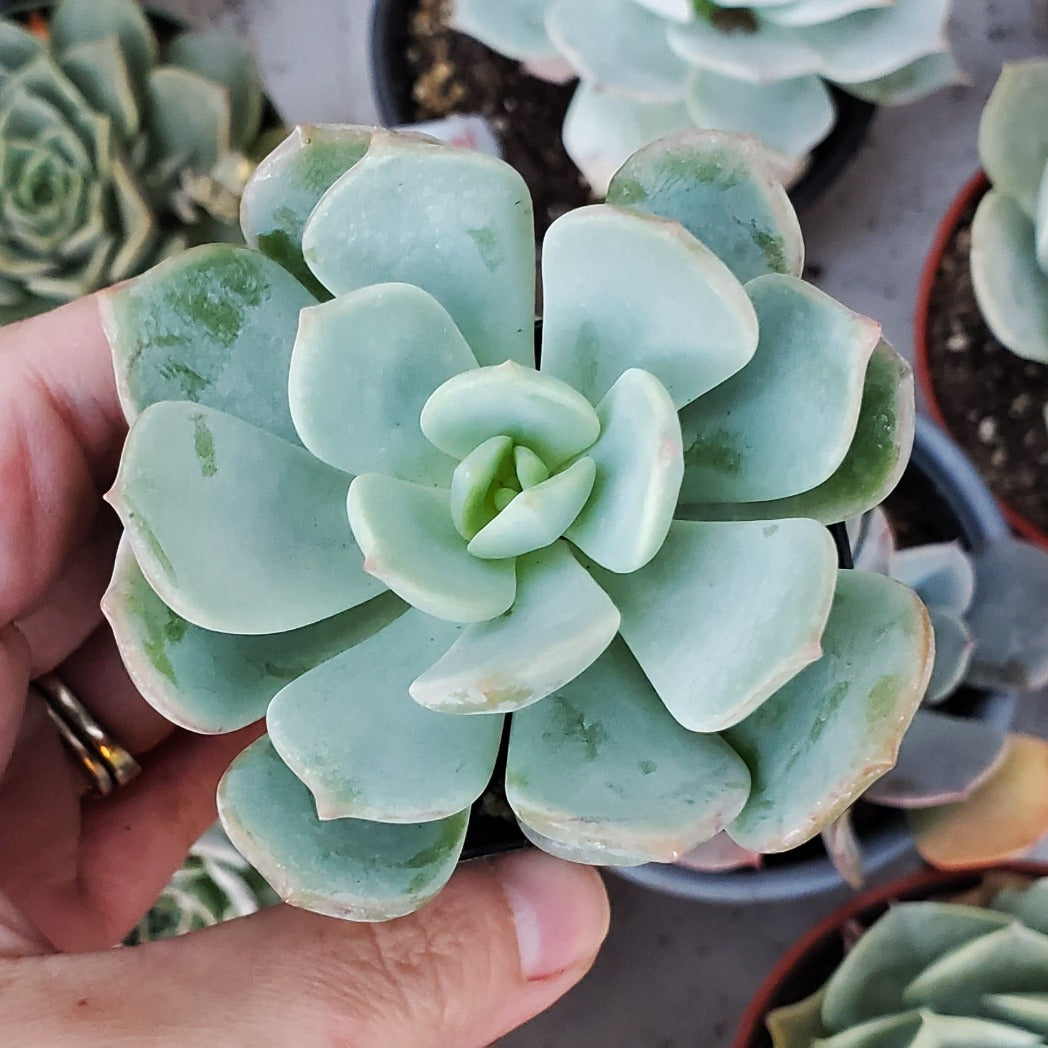 Echeveria 'Moonglow'