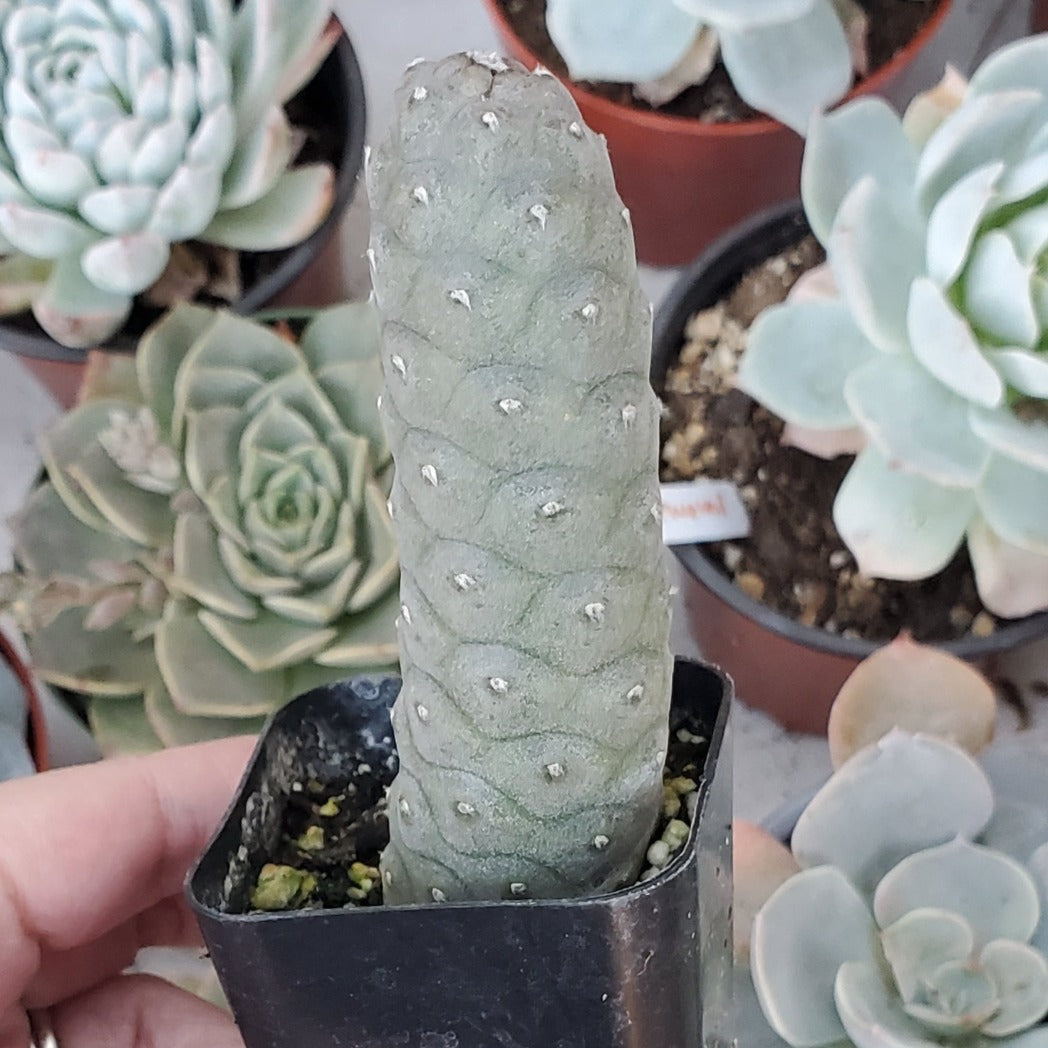 Tephrocactus articulatus 'Pine Cone Cactus' or 'Acorn Cactus'