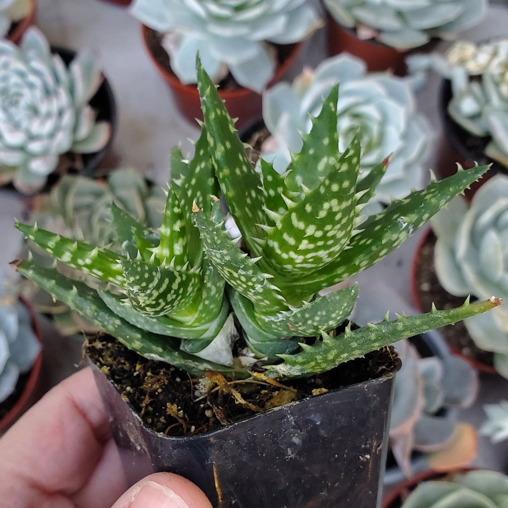 Aloe juvenna 'Tiger Tooth Aloe'