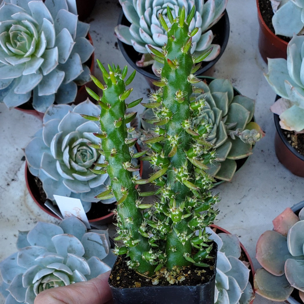 Austrocylindropuntia cylindrica