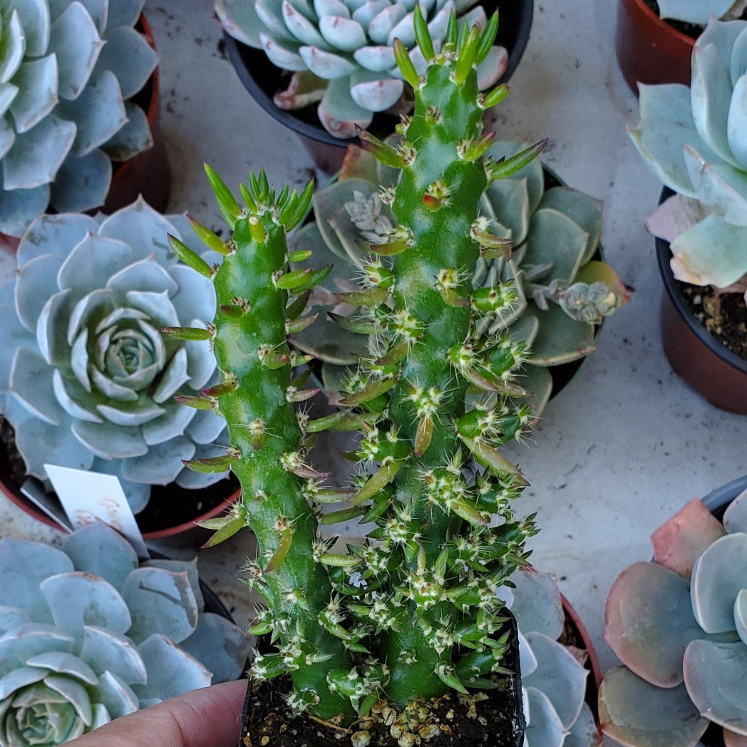 Austrocylindropuntia cylindrica