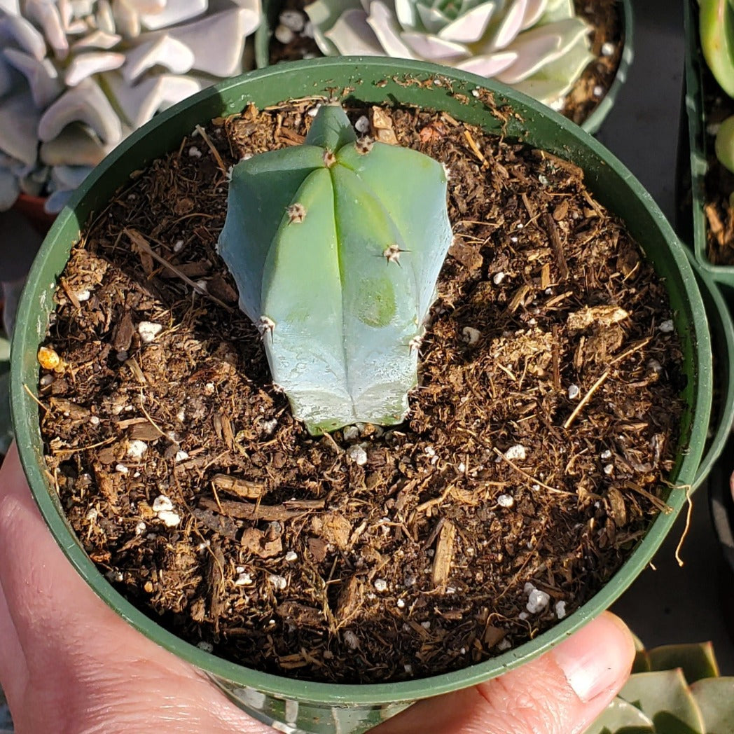 Myrtillocactus geometrizans 'Blue Candle Cactus'
