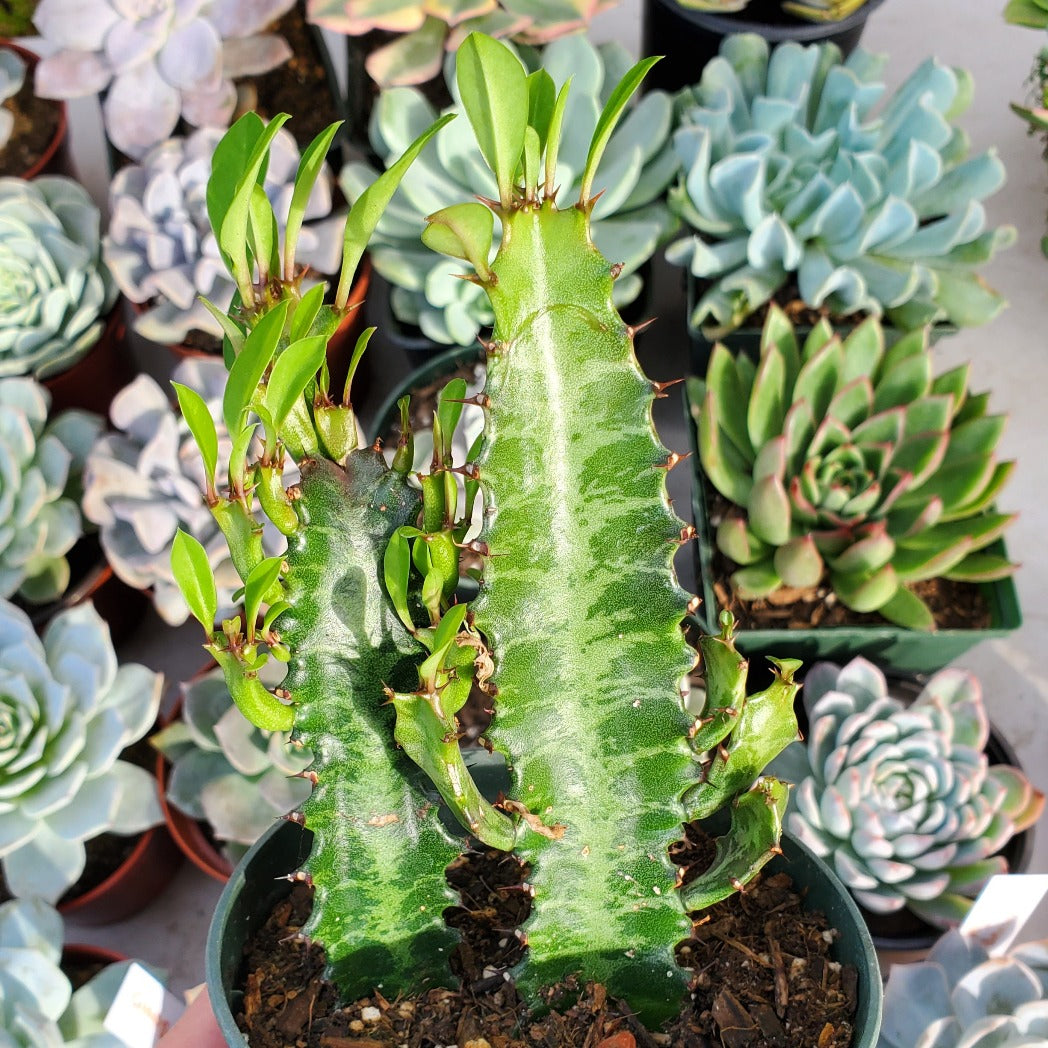 Euphorbia trigona 'Rubra'