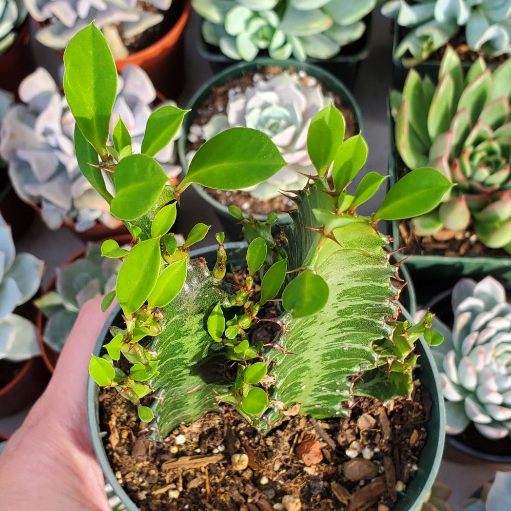 Euphorbia trigona 'Rubra'
