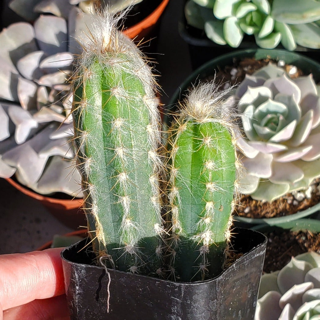 blue san pedro cactus Pilosocereus pachycladus 'Blue Torch Cactus'