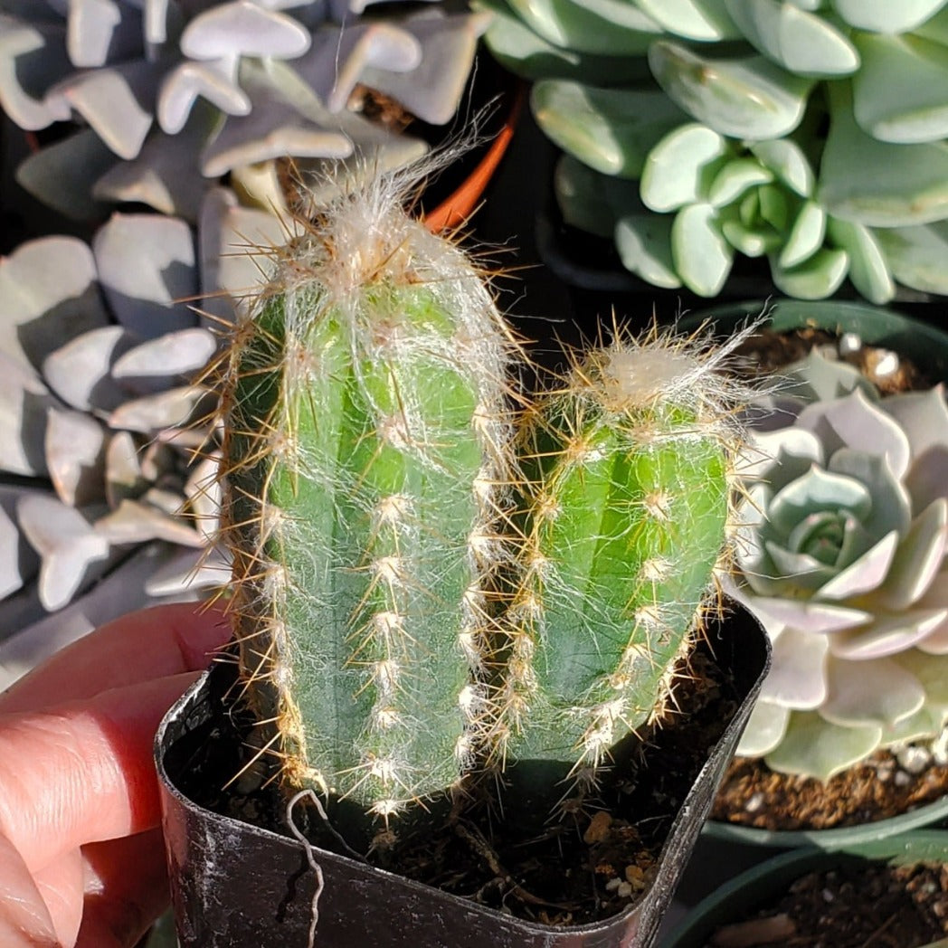 Pilosocereus pachycladus 'Blue Torch Cactus'