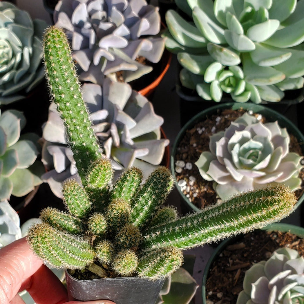 Echinopsis chamaecereus 'Peanut Cactus'