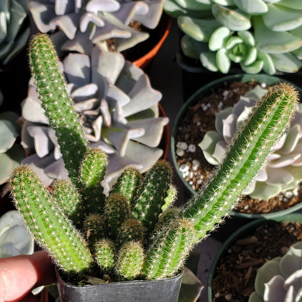 Echinopsis chamaecereus 'Peanut Cactus'