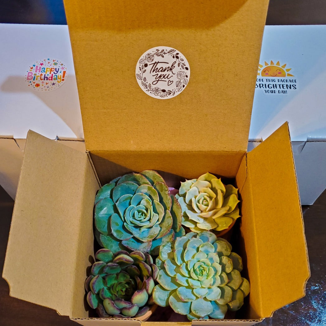 Succulent Gift Box