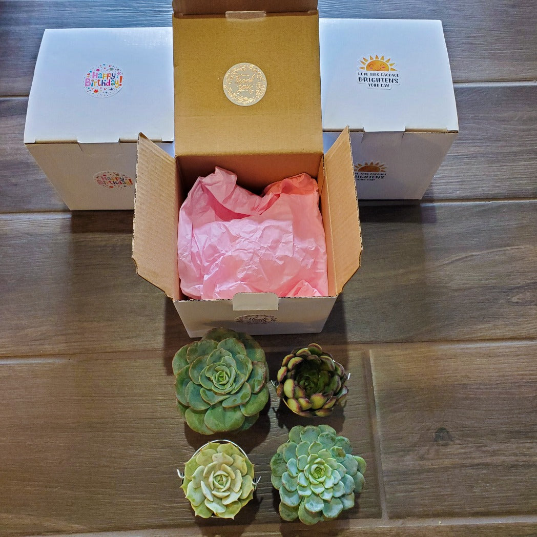 Succulent Gift Box