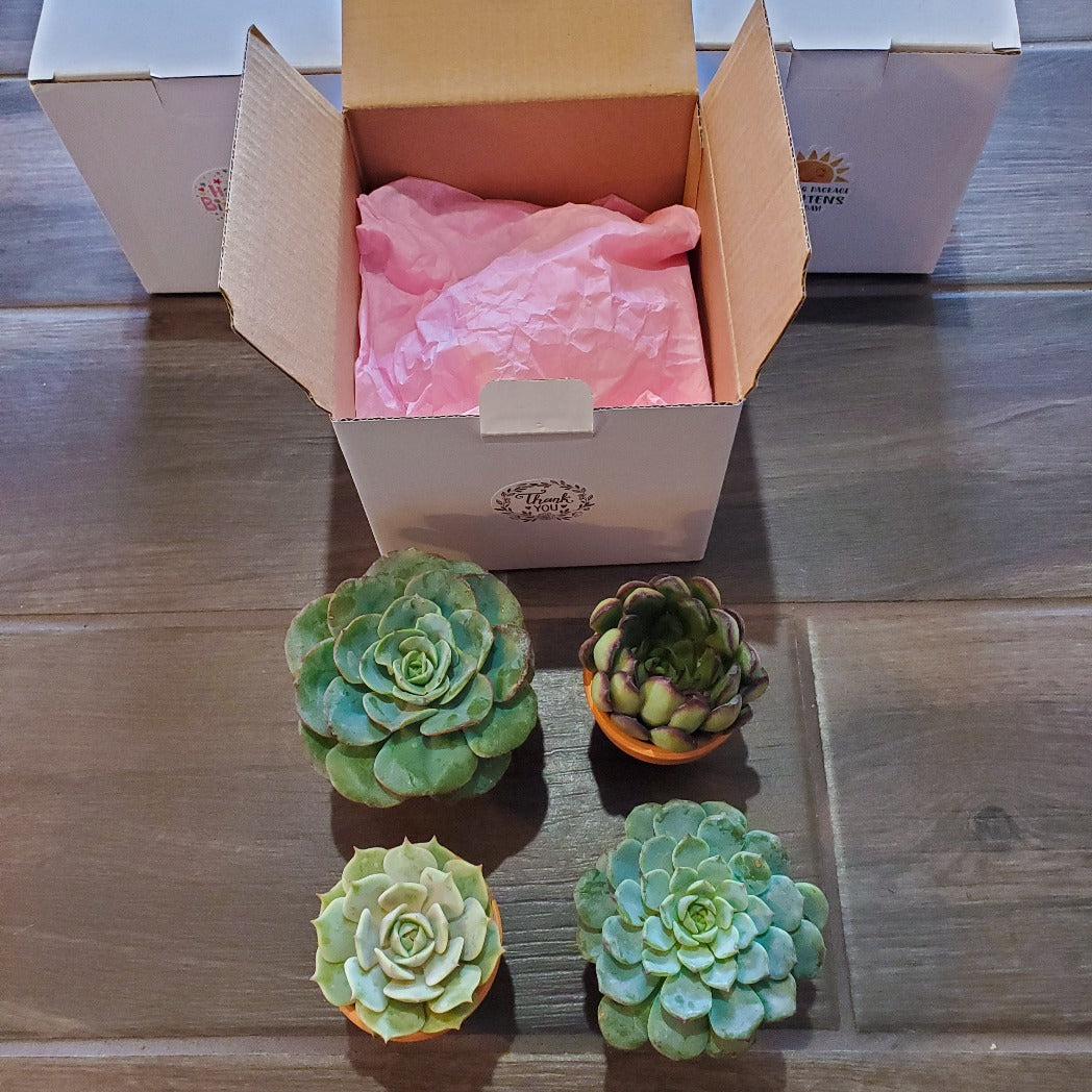 Succulent Gift Box