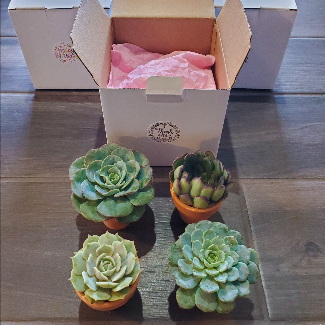 Succulent Gift Box