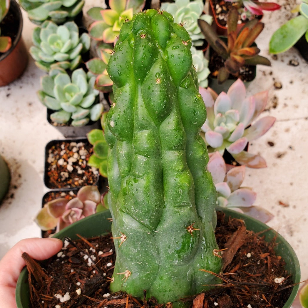 san pedro cactus potted Trichocereus pachanoi monstrose 'San Pedro Cactus'