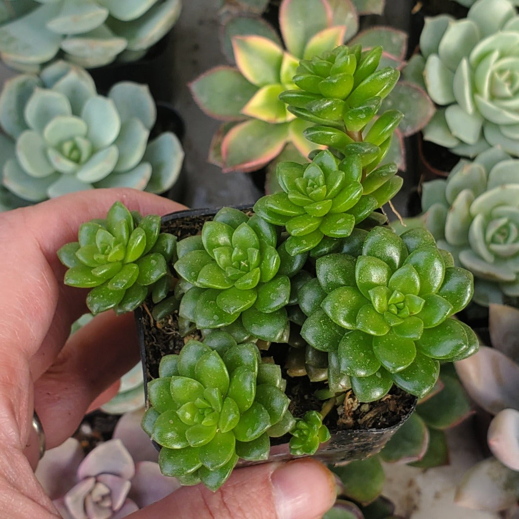 gemstone succulent Cremnosedum 'Little Gem'