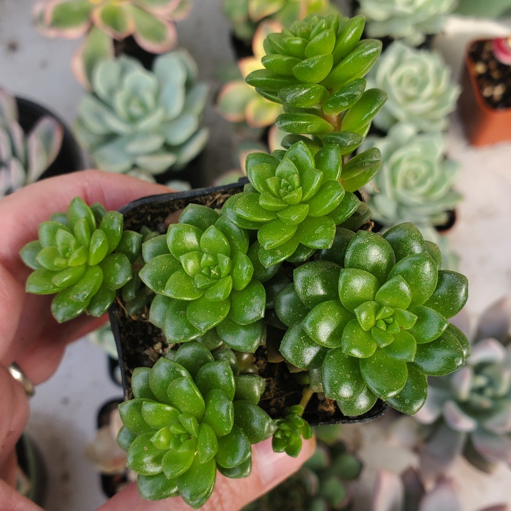 Cremnosedum 'Little Gem'