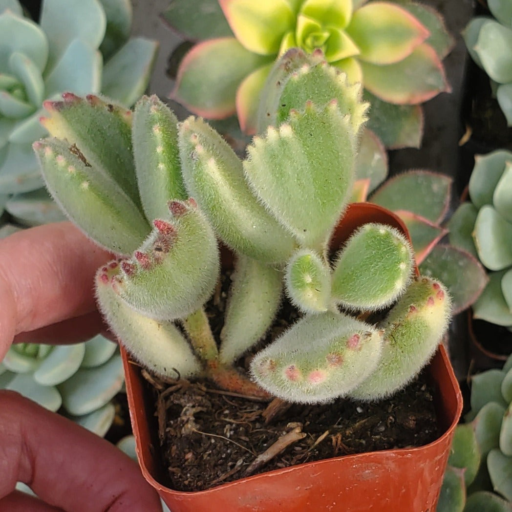 Cotyledon tomentosa 'Variegated Bear's Paw'