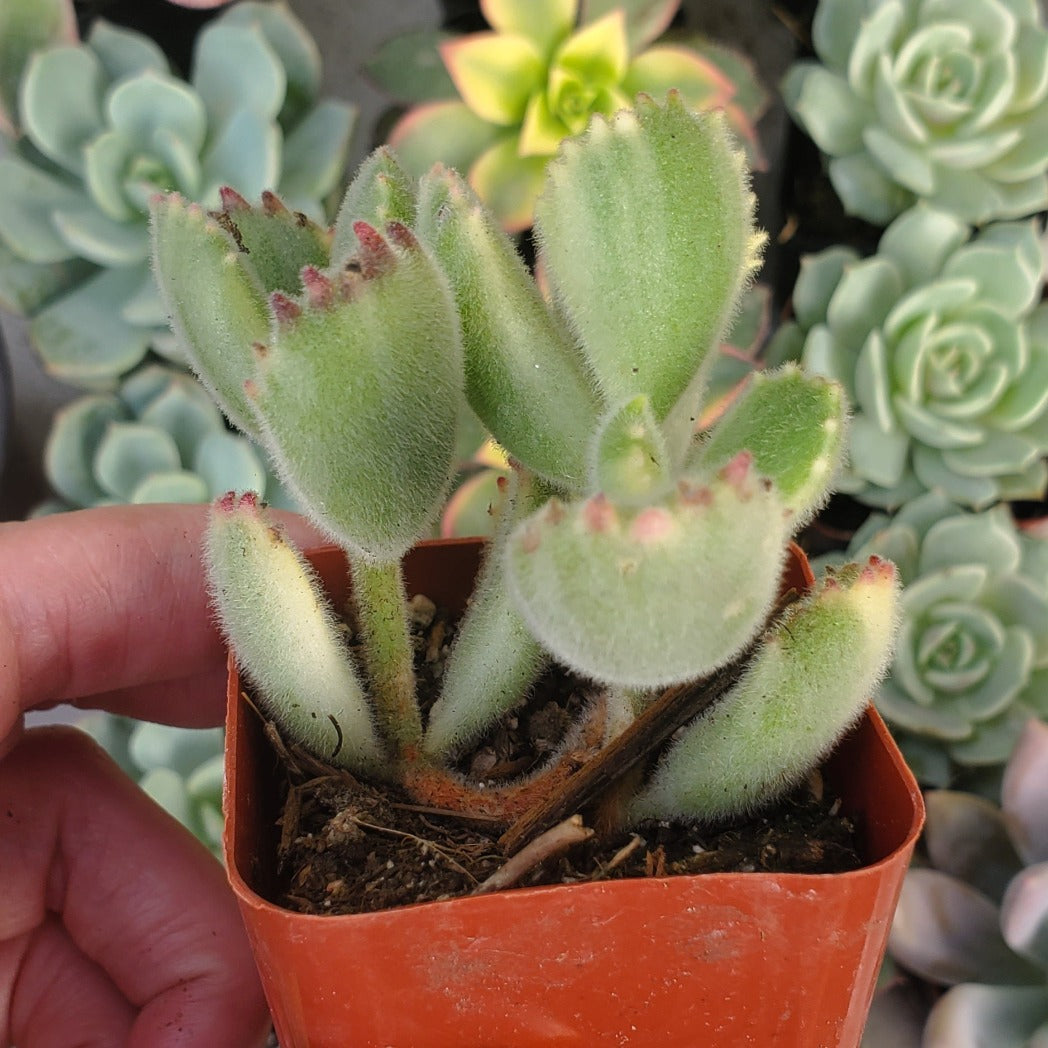 bear paw succulent Cotyledon tomentosa 'Variegated Bear's Paw'