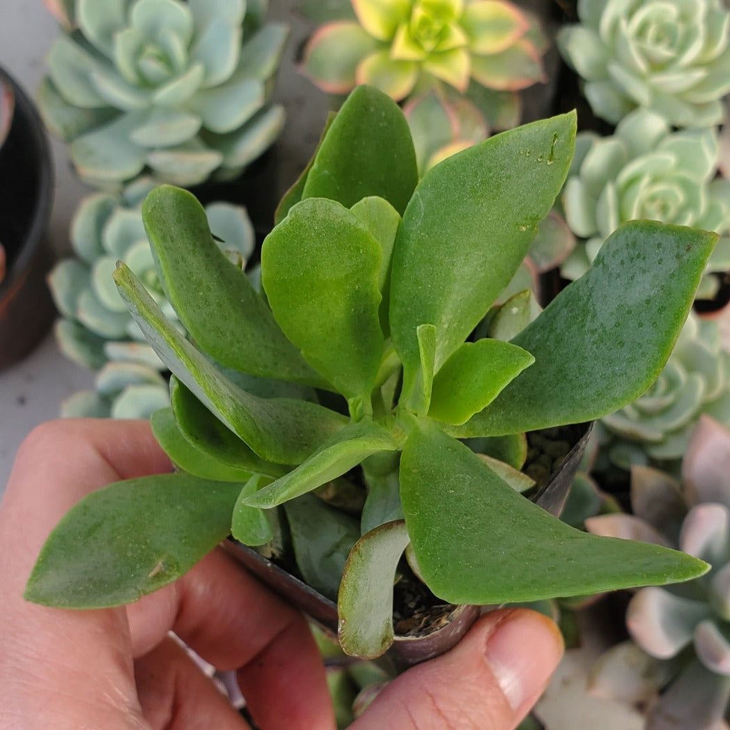 Crassula arborescens subsp undulatifolia 'Ripple Jade'