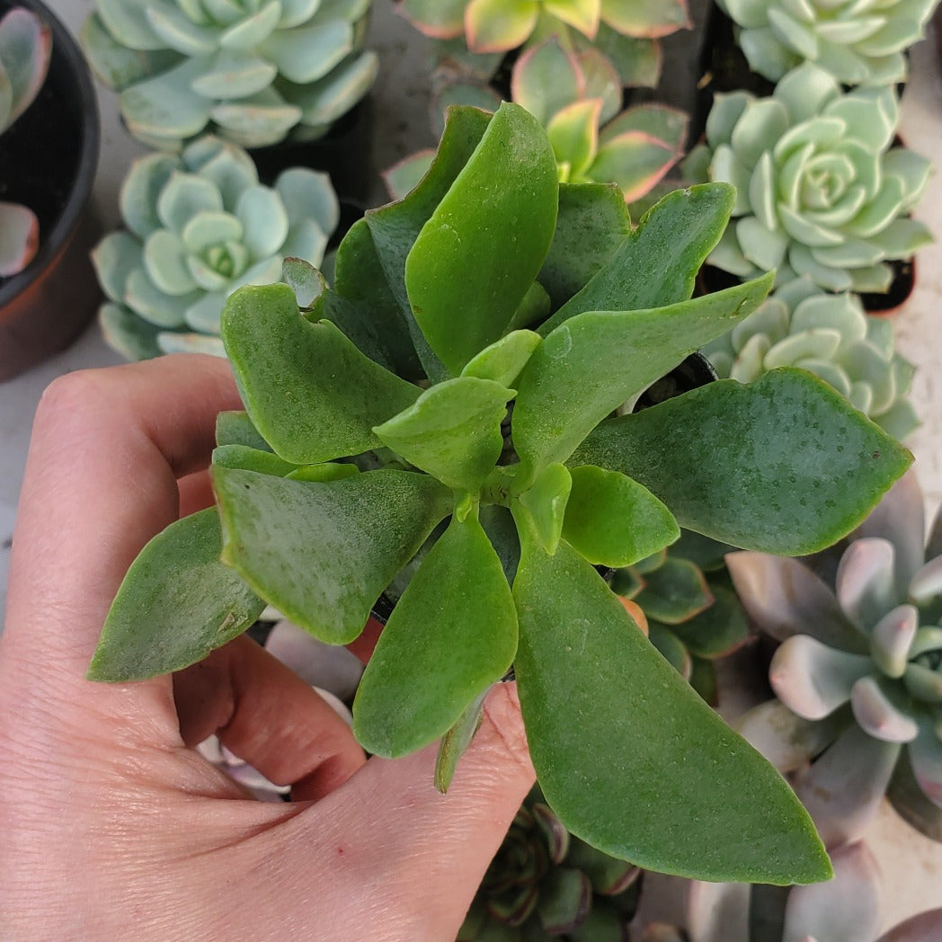 succulent ripple jade Crassula arborescens subsp undulatifolia 'Ripple Jade'