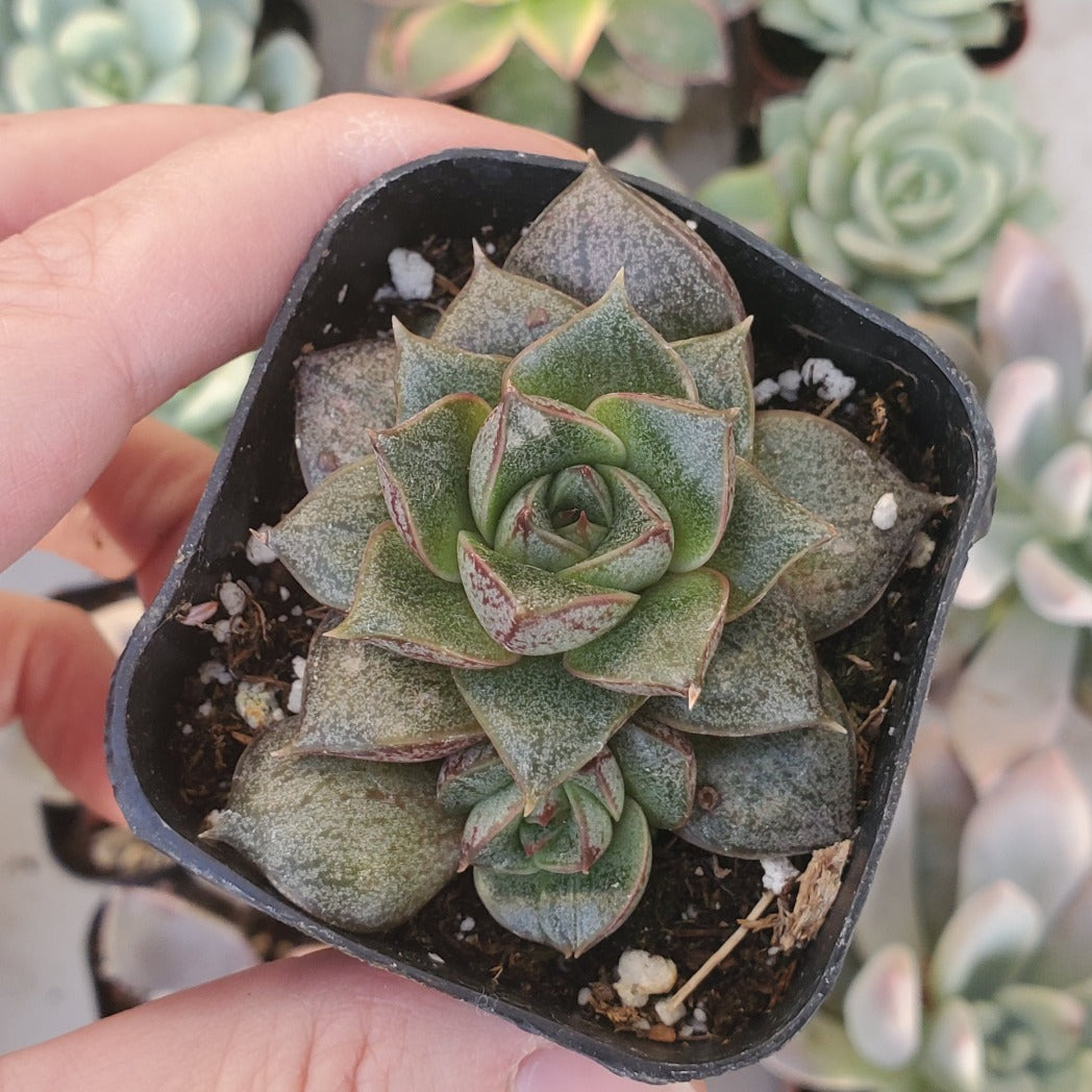 dionysos succulent Echeveria 'Dionysos'