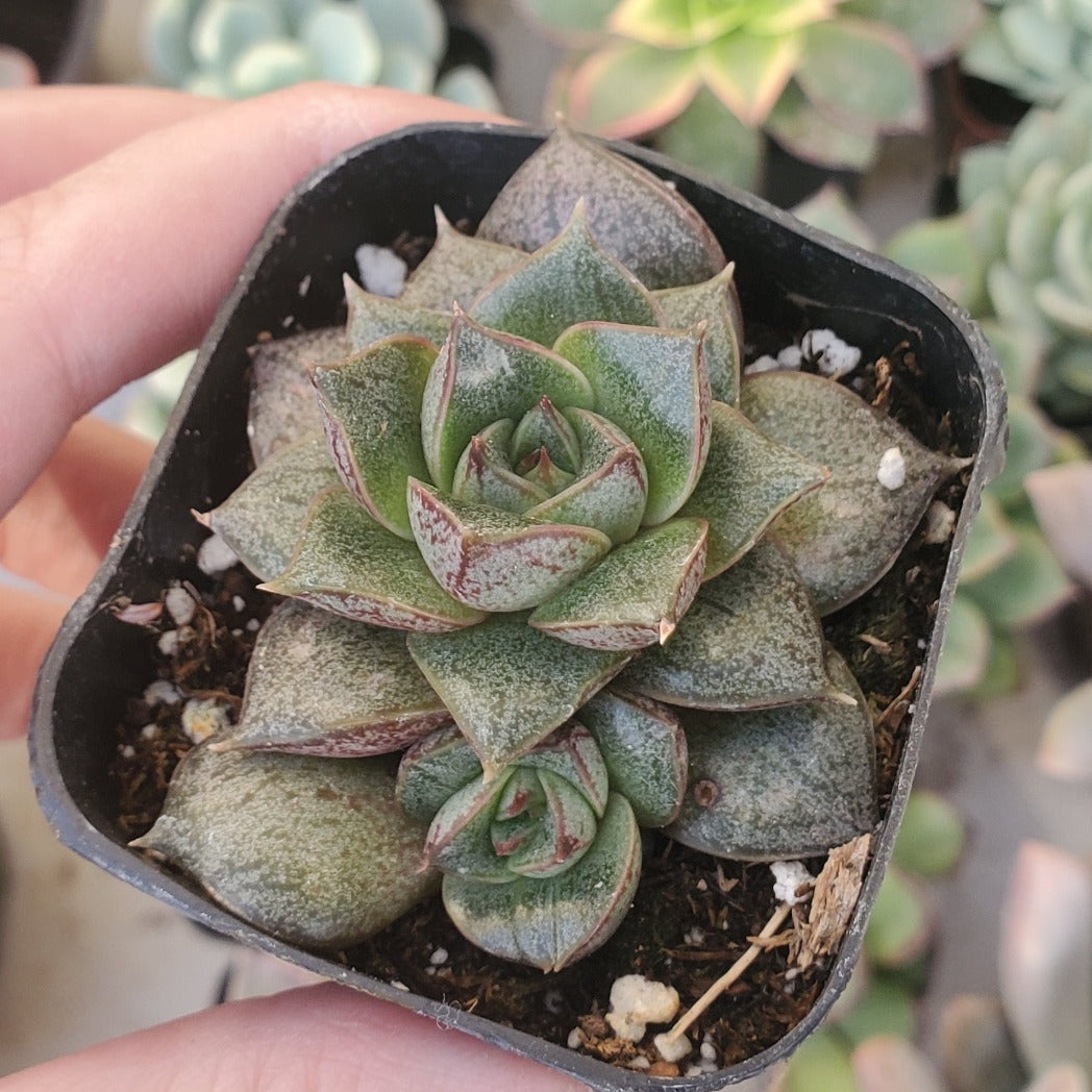 Echeveria 'Dionysos'