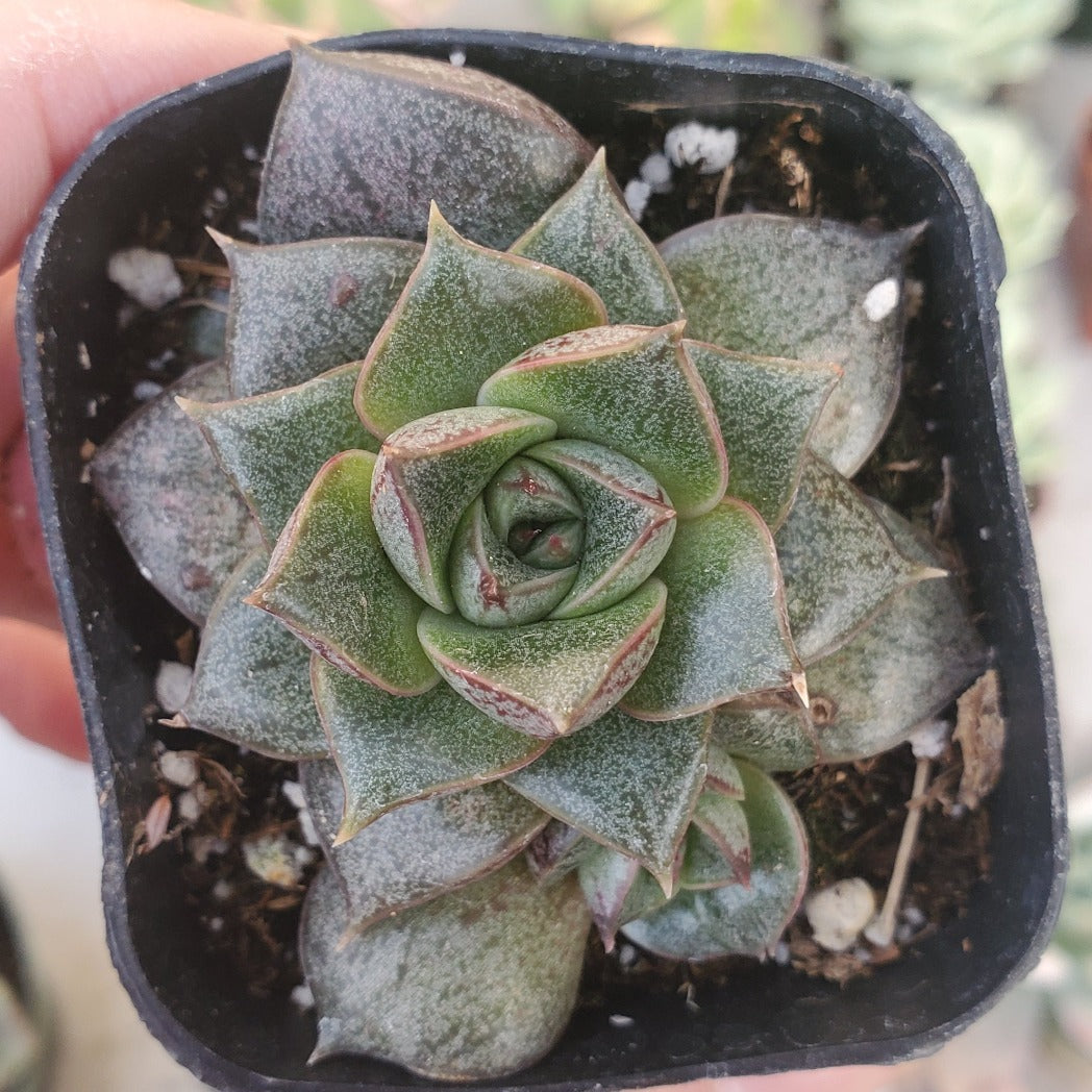 Echeveria 'Dionysos'