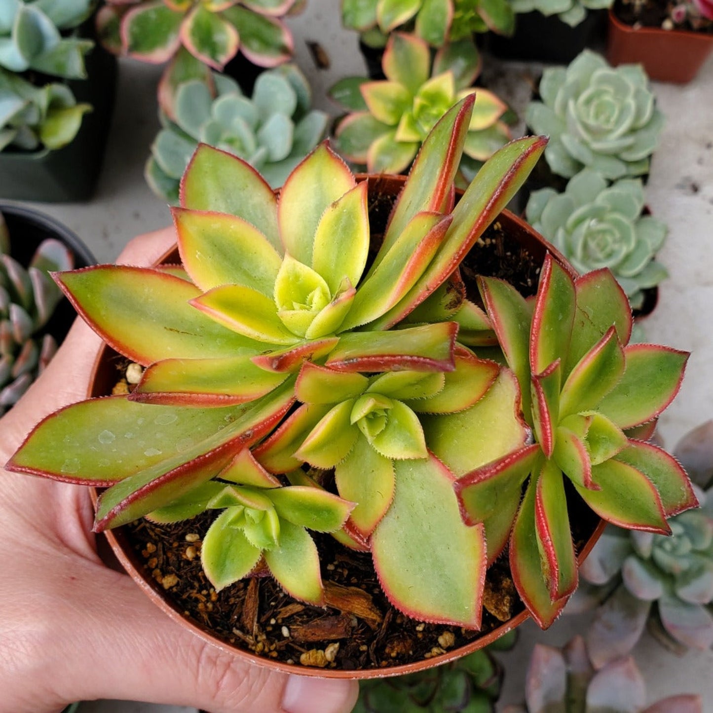 Aeonium 'Kiwi'
