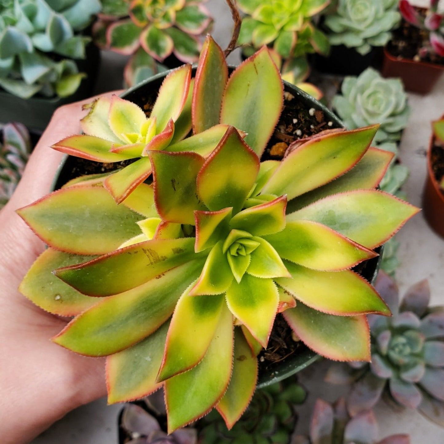 Aeonium 'Kiwi'