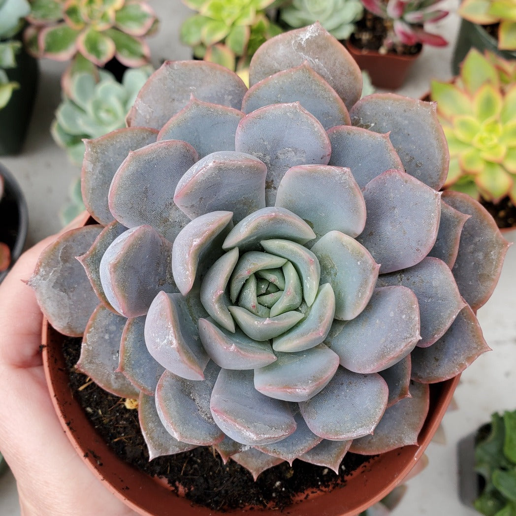 echeveria orion succulent Echeveria 'Orion'