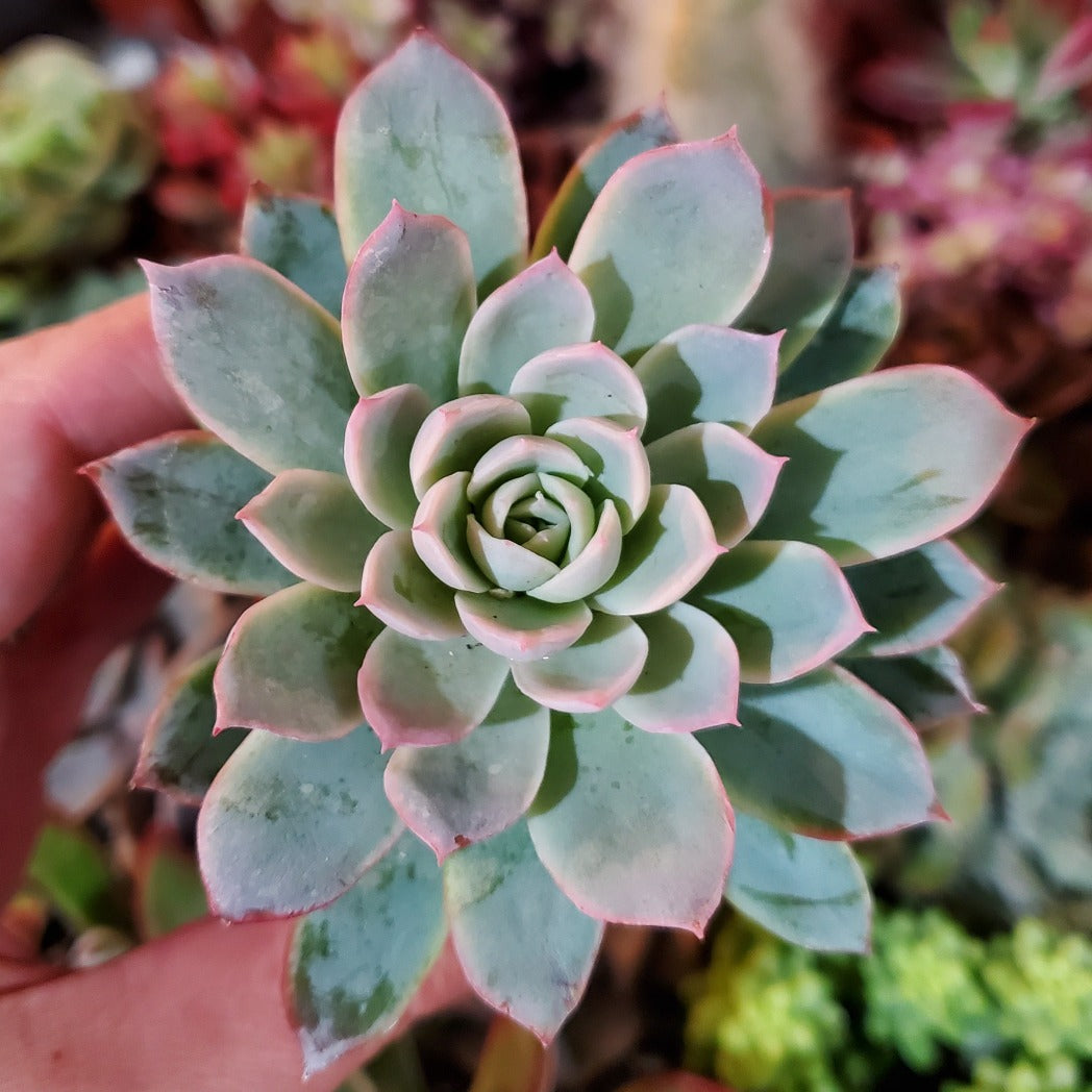 Echeveria 'Violet Queen'