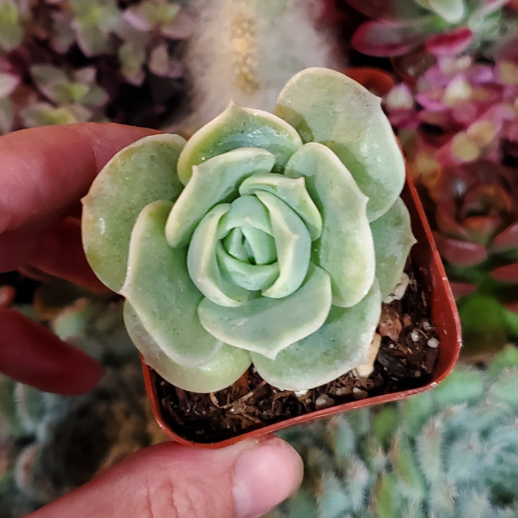 Graptoveria 'Lovely Rose'