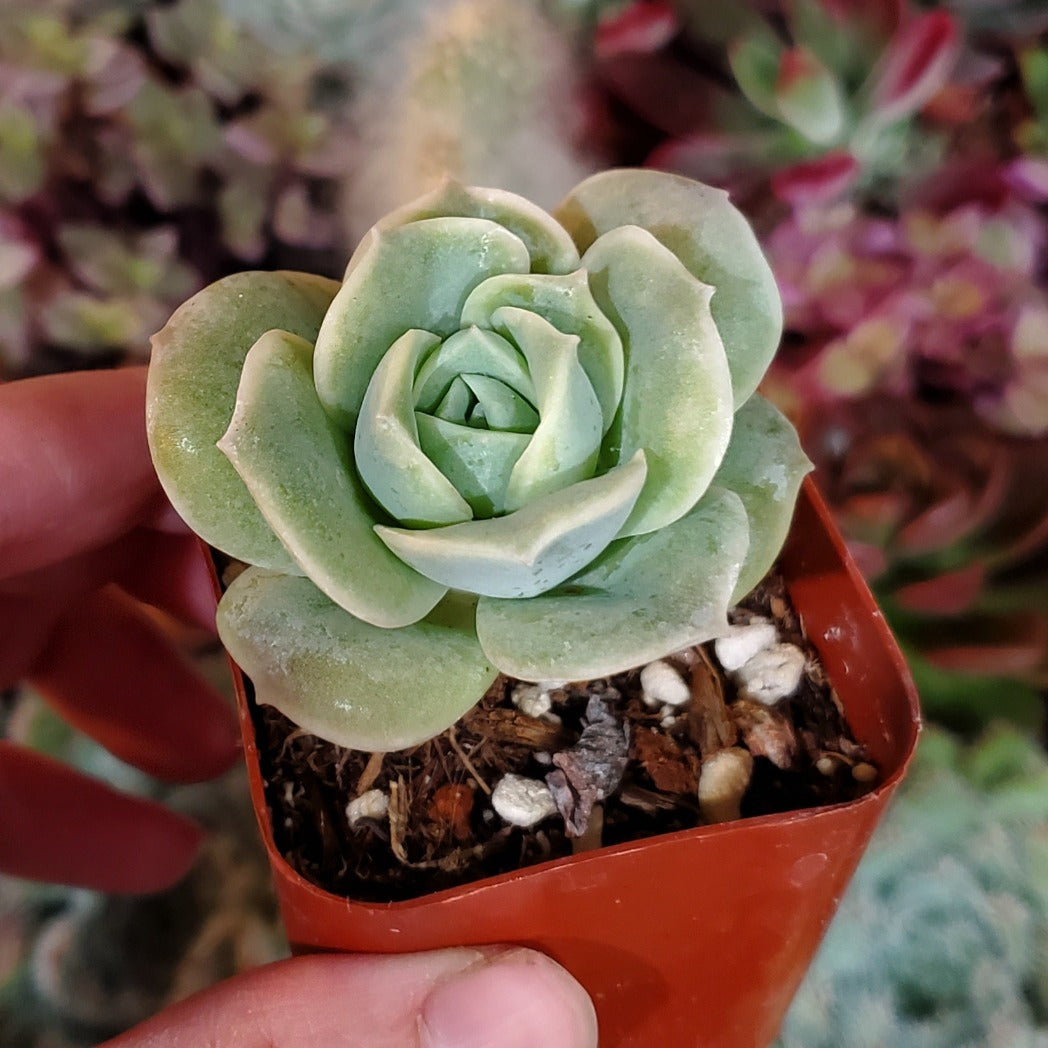 Graptoveria 'Lovely Rose'