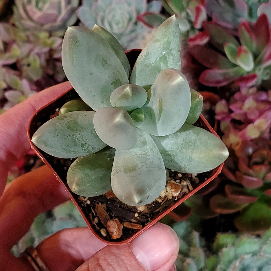 pachyveria succulent Pachyveria 'Bea'