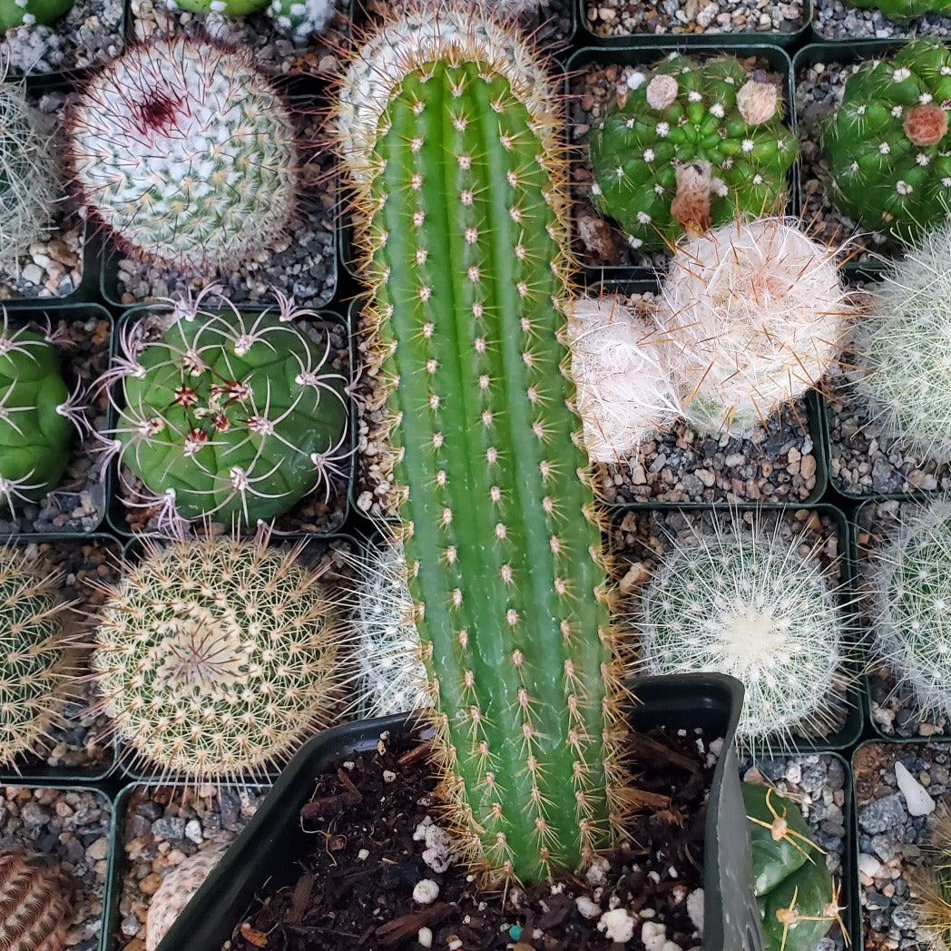 Echinopsis huascha 'Red Torch Cactus'
