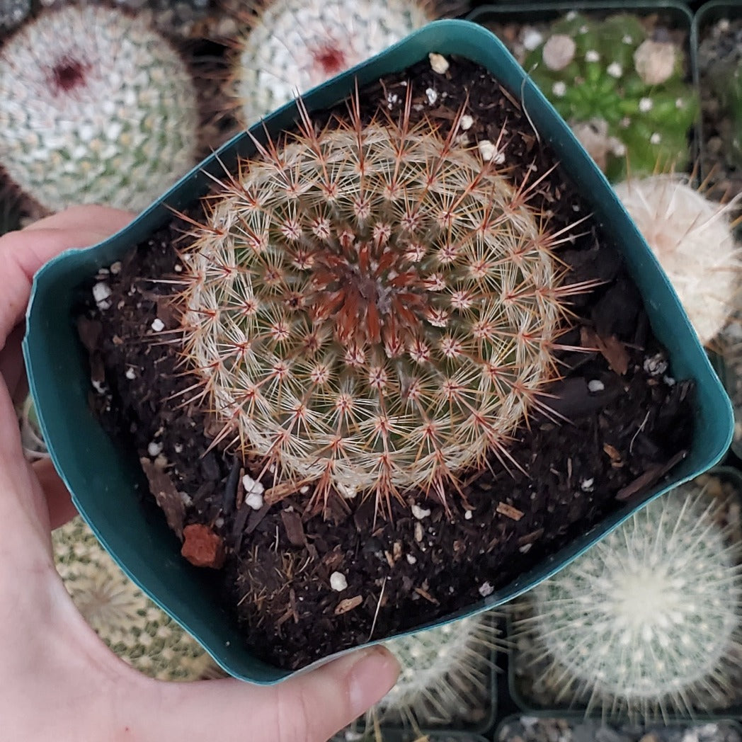 Mammillaria spinosissima 'Red-Headed Irishman'