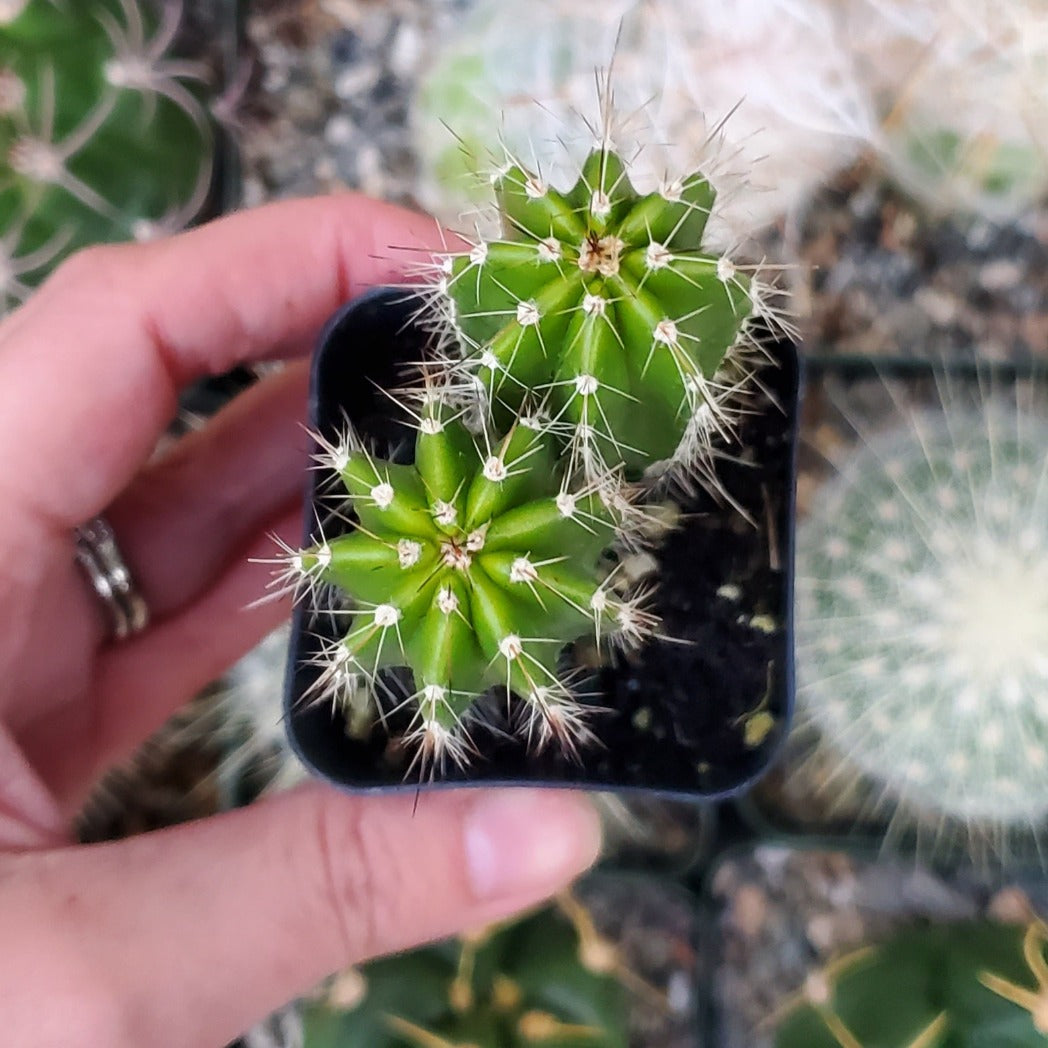 Echinopsis huascha 'Red Torch Cactus'