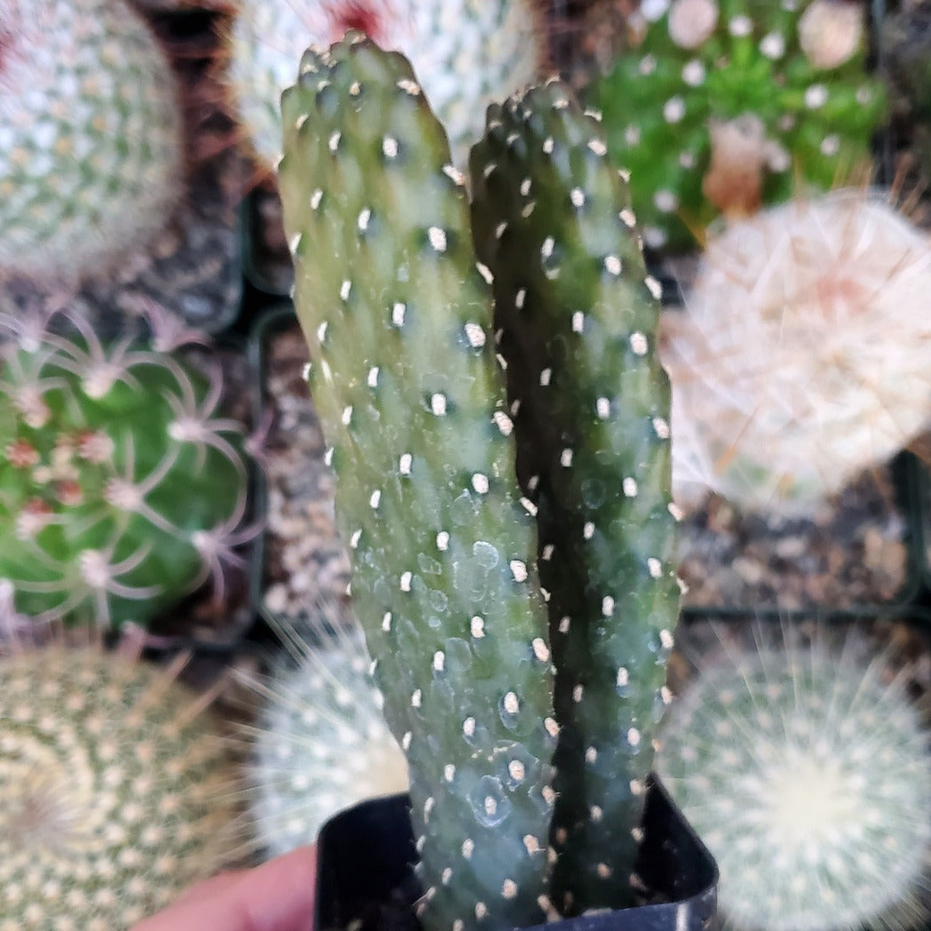 Consolea rubescens 'Roadkill Cactus'